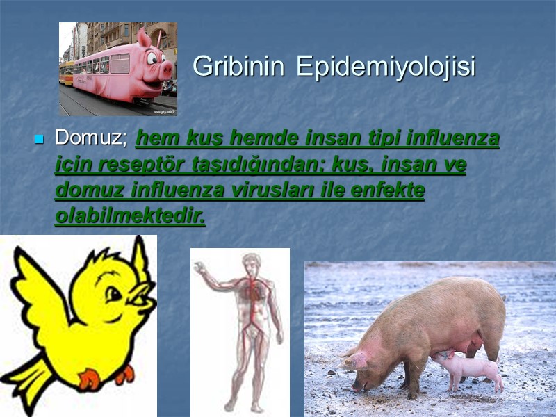 Gribinin Epidemiyolojisi Domuz; hem kuş hemde insan tipi influenza için reseptör taşıdığından; kuş, insan